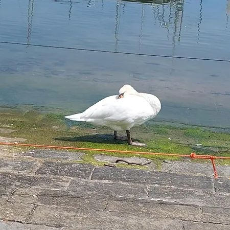 Angolino Apartment Sanremo